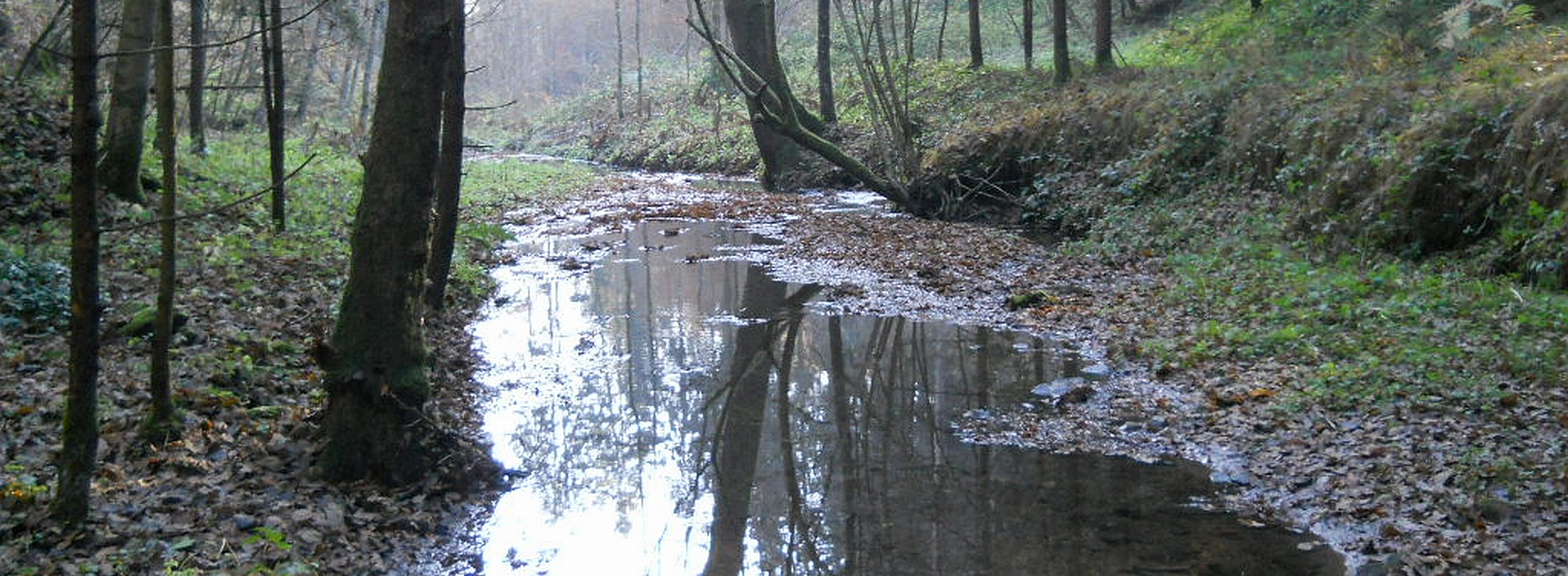 Vorfluter naturbelassen